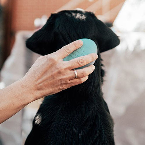 Retorn Rub Dog Brush — lifestyle shot with dog — Sparkly Tails