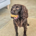 Mini Roasted Marrowbone Dog Treats - Sparkly Tails