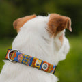 Dog wearing a colorful collar with a blurred green background