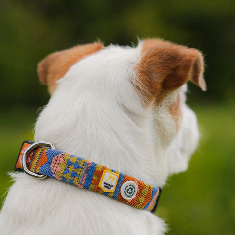 Dog wearing a colorful collar with a blurred green background