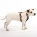 Dog wearing a colorful harness on a white background