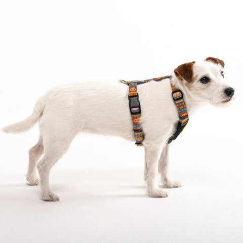 Dog wearing a colorful harness on a white background