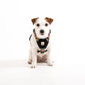 Dog wearing a harness on a white background