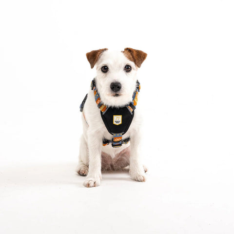 Dog wearing a harness on a white background