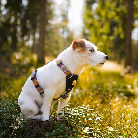 White dog with a colorful harness sitting on a rock in a forest