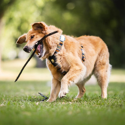 Dog playing with a stick in a park wearing the colourful Nightless Harness from Woolly Wolf