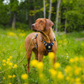 Dog on a leash in a grassy field with yellow flowers and trees in the background