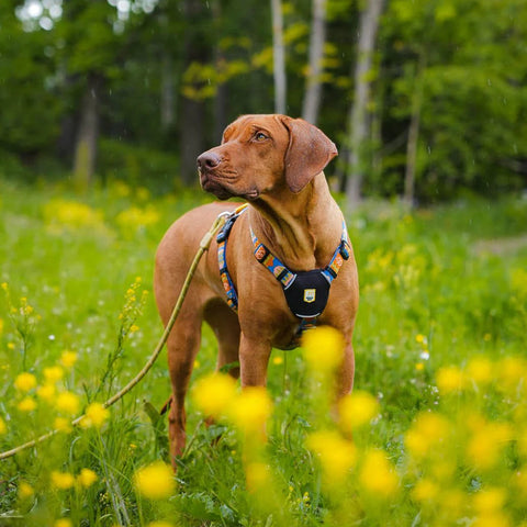 Dog on a leash in a grassy field with yellow flowers and trees in the background