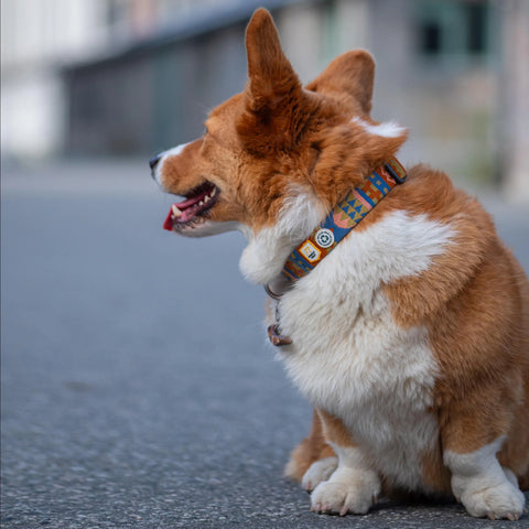 Corgi dog with a colorful collar sitting on a road