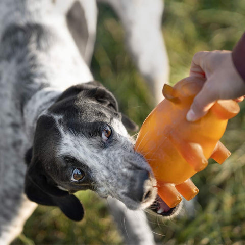 Organic Rubber Piggy Dog Toy - Sparkly Tails