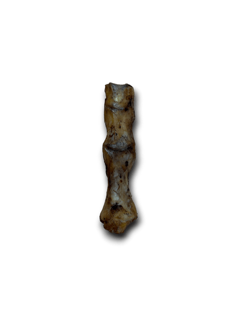 Ostrich Foot Bone - Sparkly Tails