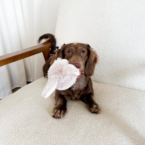 Dog holding a bunny dog toy on a white chair