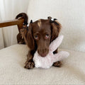 Small brown dog with pigtails holding a fluffy white toy on a beige couch.