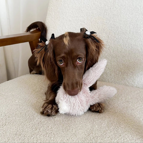 Small brown dog with pigtails holding a fluffy white toy on a beige couch.