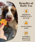 Pre & Probiotics For Dogs, Real Pumpkin, 225g - 30 servings - Sparkly Tails