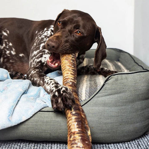 Premium Long Beef Air Pipe (Trachea) - Sparkly Tails