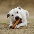 White dog playing with a natural rubber Fly frisbee toy on grass.