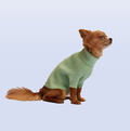 Small dog wearing a green sweater on a light blue background