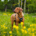 Woolly Wolf Rope Dog Leash Thin Pistachio lifestyle photo with dog on walk
