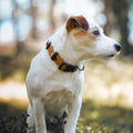 Sea to Summit Dog Collar - Sparkly Tails