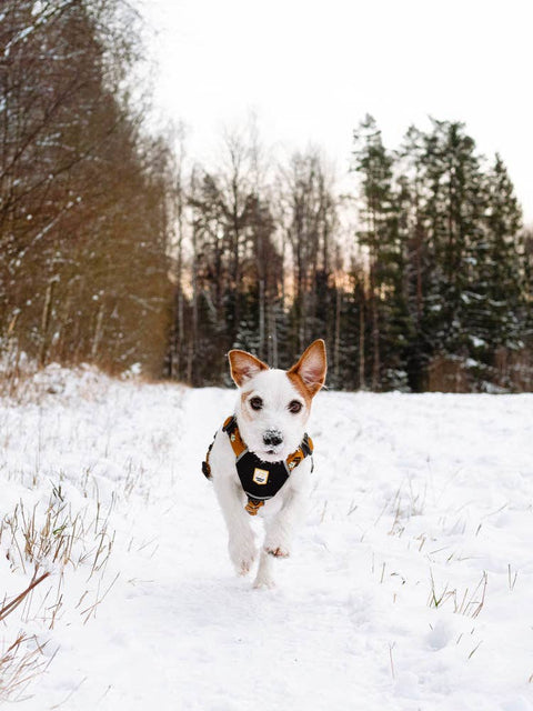 Sea to Summit Dog Harness, Recycled Material - Sparkly Tails