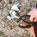 Sea to Summit Dog Harness, Recycled Material - Sparkly Tails