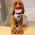 W'ZIS Lamp Post & Chips treats — cockapoo enjoying a training treat — Sparkly Tails