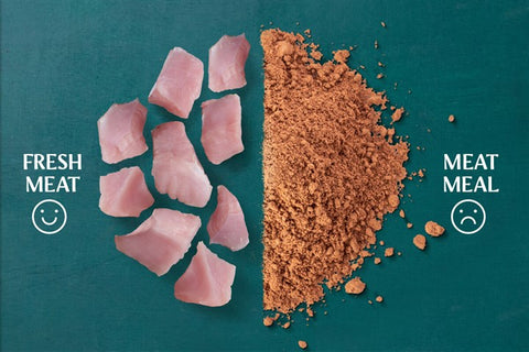 Comparison of fresh meat and meat meal on a teal background