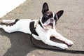 Black and white dog lying on a leadon a concrete surface