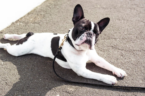 Black and white dog lying on a leadon a concrete surface