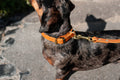 Dachshund wearing an tan collar and leash on a concrete surface
