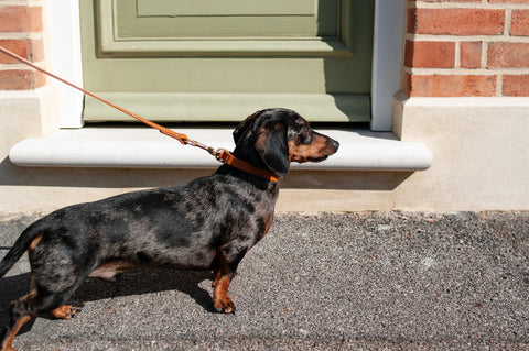 Dachshund on a leash wearing a Tan collar in front of a door