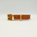 Brown leather dog collar with gold buckle on a light background