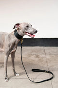 Dog on a Black leather leash standing on a concrete surface with a neutral background