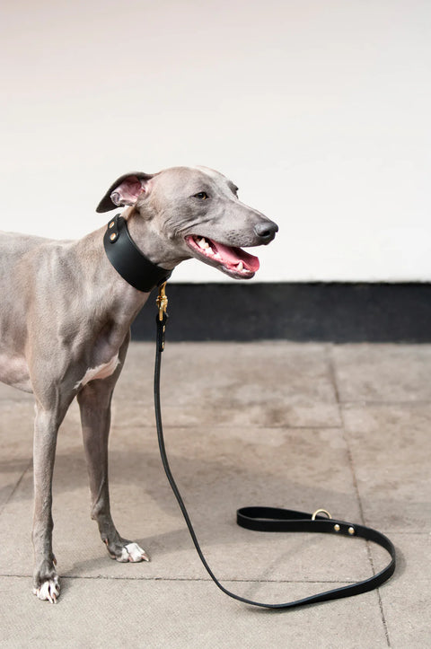 Dog on a Black leather leash standing on a concrete surface with a neutral background