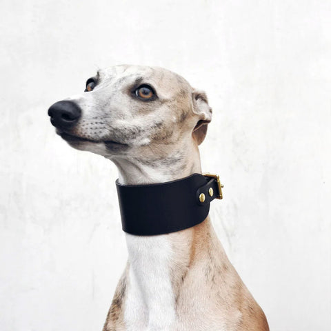 Dog wearing a black collar on a white background