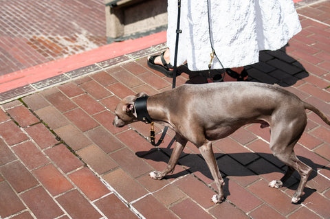Dog on a leash walking on a brick pavement with a person in a white coat in the background.