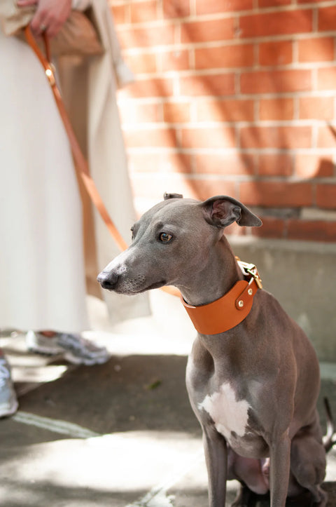 Dog wearing a tan collar standing on a street with a blurred background