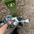 Wildbarc Blencathra Collar - Sparkly Tails