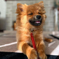 Dog enjoying W'ZIS Smoky Dental Fang Chew — daily dental care for dogs