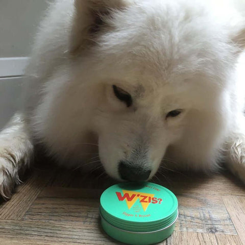Dog enjoying W'ZIS Slipper & Biscuit treats — Sparkly Tails