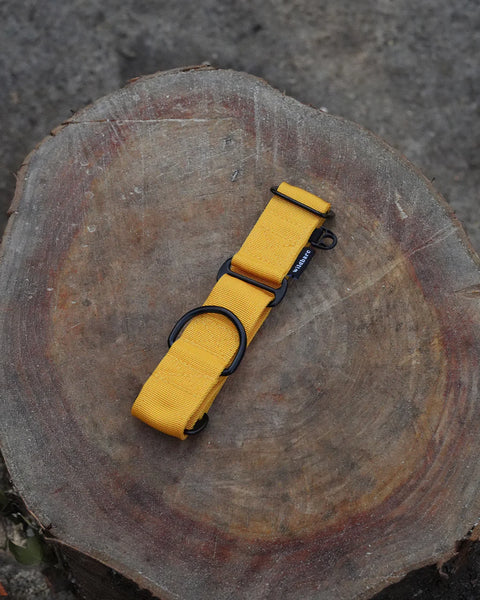 Wildbarc Yellow Martingale Dog Collar