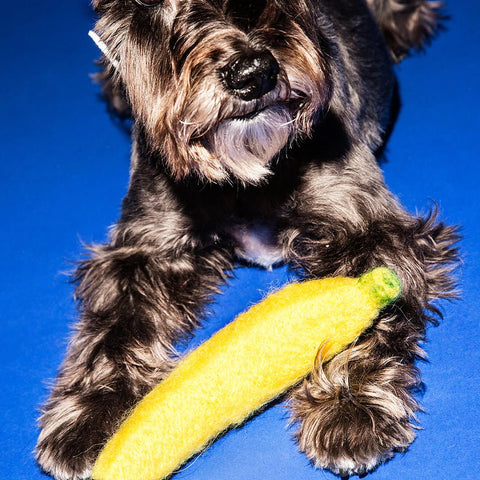 Banana Wool Felt Dog Toy with a dog