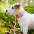 Durable Alpha 360 Dog Collar Made From Recycled Material - Sparkly Tails