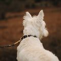 Handcrafted Leather Dog Collar, Black - Sparkly Tails