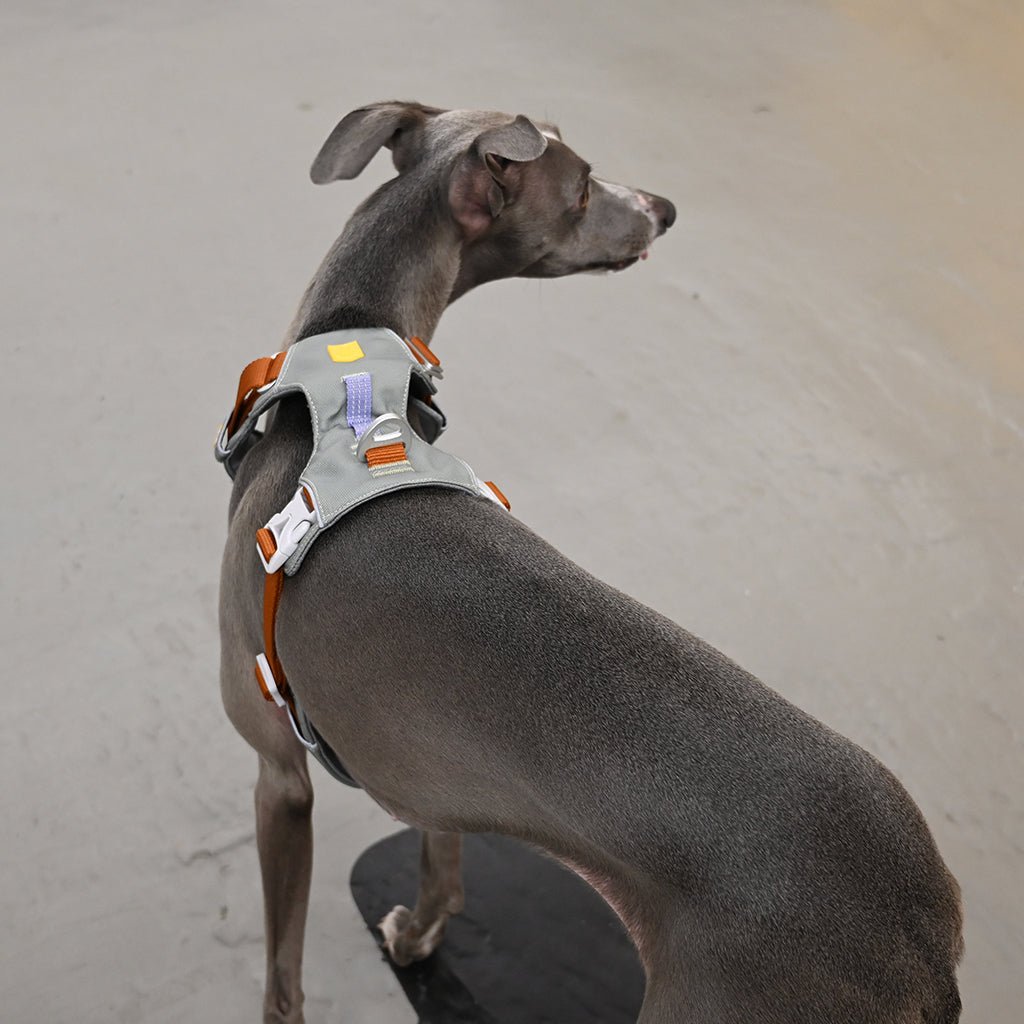 Hardwearing Alpha 360 Harness, Made From Recycled Bottles - Sparkly Tails